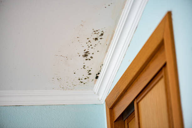 Best Air Quality Testing for Mold Spores  in Oliver Springs, TN